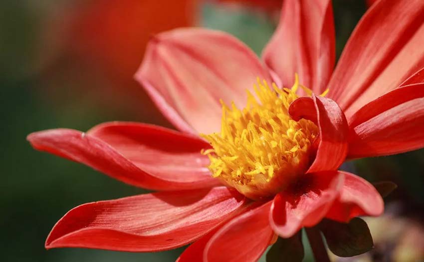 關于花卉植物的另類拍攝小技巧